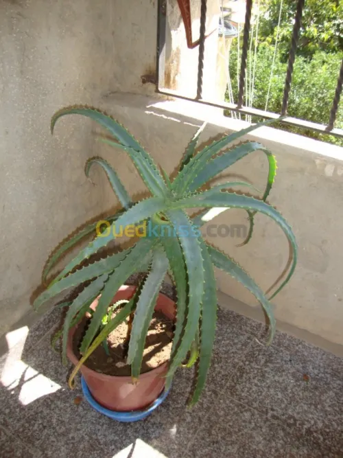 belles plantes d'ornements 