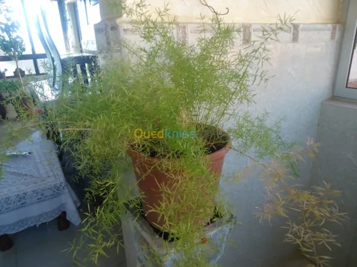 belles plantes d'ornements 