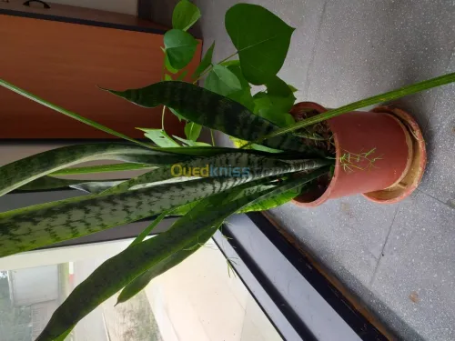 belles plantes d'ornements 