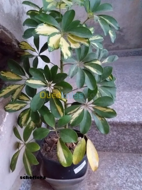 belles plantes d'ornements 