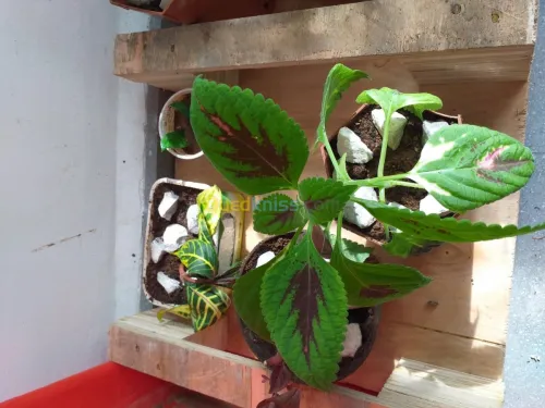 belles plantes d'ornements 