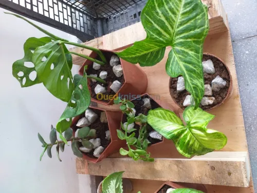 belles plantes d'ornements 