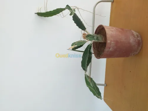 belles plantes d'ornements 