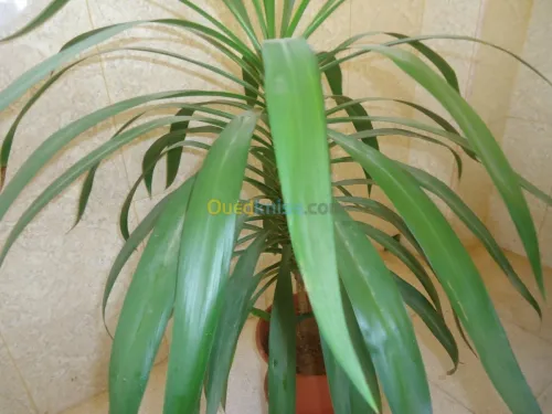 belles plantes d'ornements 