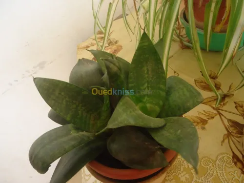 belles plantes d'ornements 