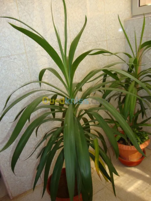 belles plantes d'ornements 