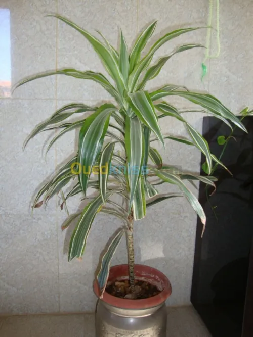 belles plantes d'ornements 