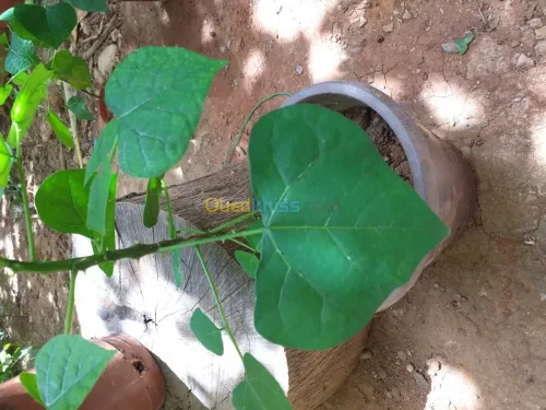 belles plantes d'ornements 