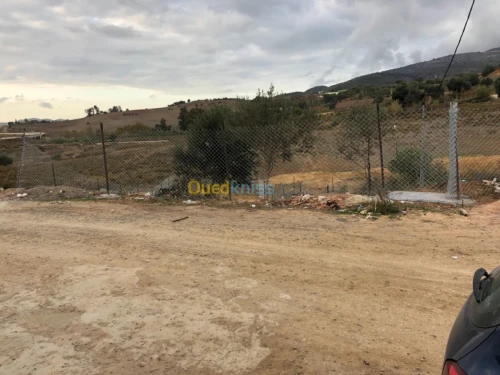 Vente Terrain Tipaza Sidi amar