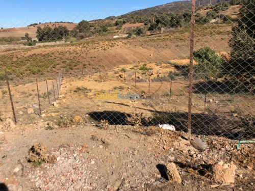 Vente Terrain Tipaza Sidi amar