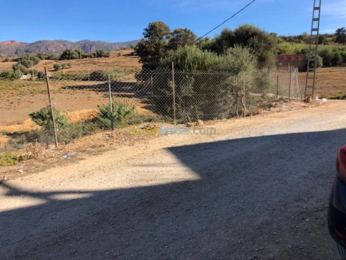 Vente Terrain Tipaza Sidi amar
