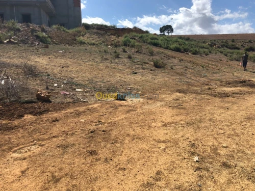 Vente Terrain Tipaza Sidi amar