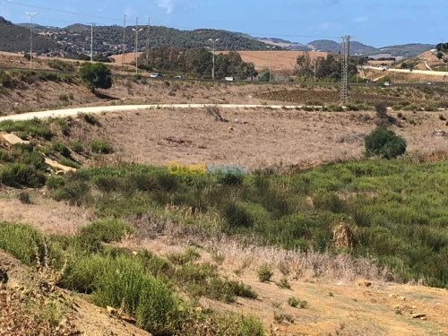 Vente Terrain Tipaza Sidi amar