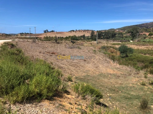 Vente Terrain Tipaza Sidi amar