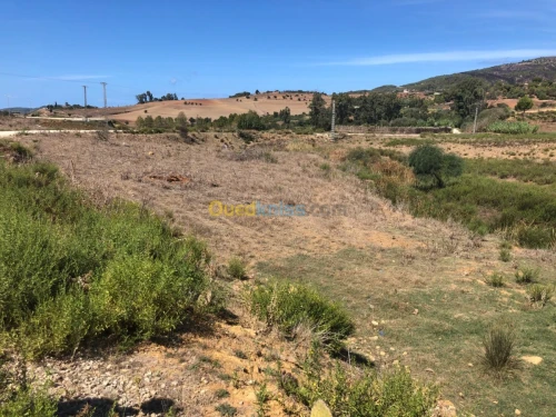 Vente Terrain Tipaza Sidi amar