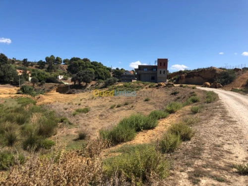 Vente Terrain Tipaza Sidi amar