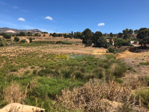 Vente Terrain Tipaza Sidi amar