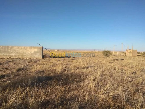 Vente Terrain Agricole Msila Zerarka