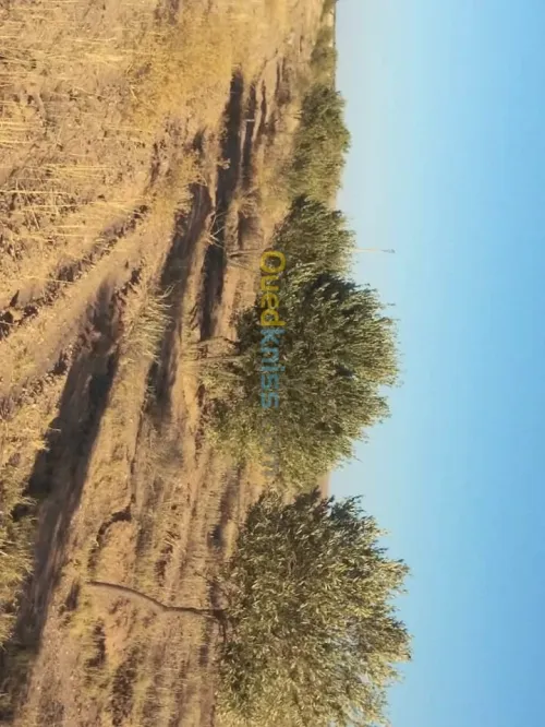 Vente Terrain Agricole Msila Zerarka