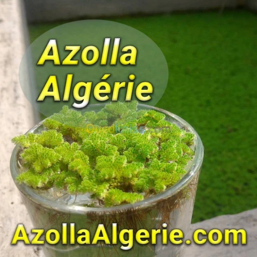 Azolla Algerie - ازولا الجزائر