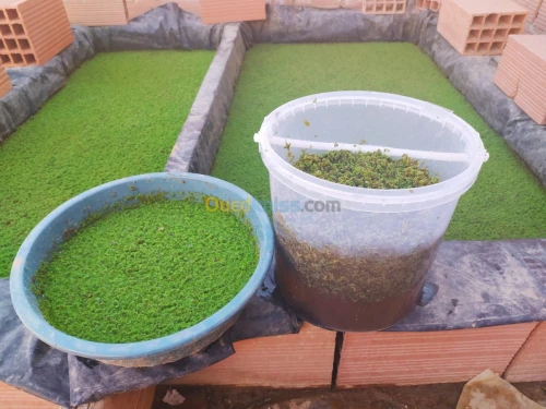 Azolla Algerie - ازولا الجزائر