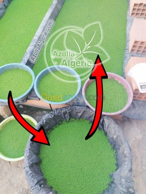 Azolla Algerie - ازولا الجزائر