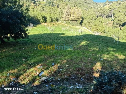 Vente Terrain Chlef Tenes