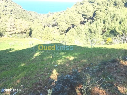 Vente Terrain Chlef Tenes