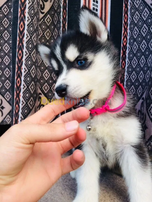 husky malamut 