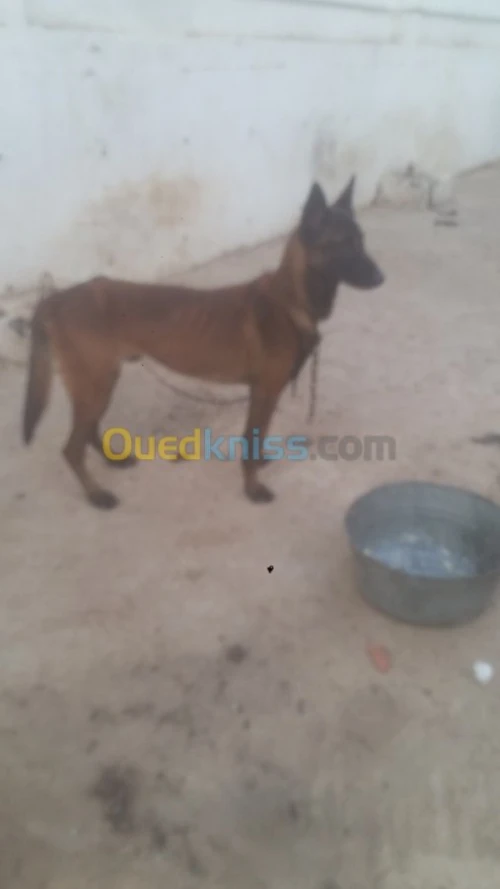 Mal malinois charbonné top 