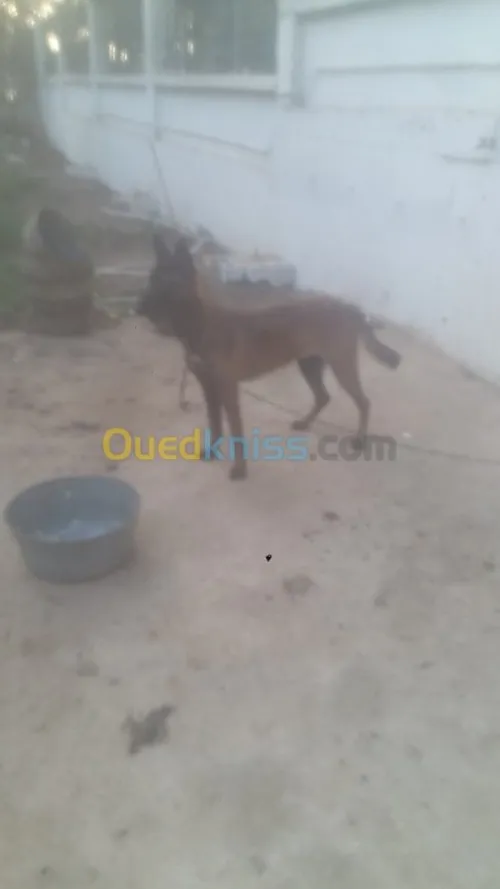 Mal malinois charbonné top 