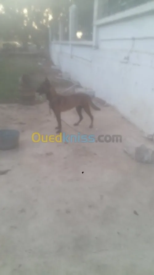 Mal malinois charbonné top 