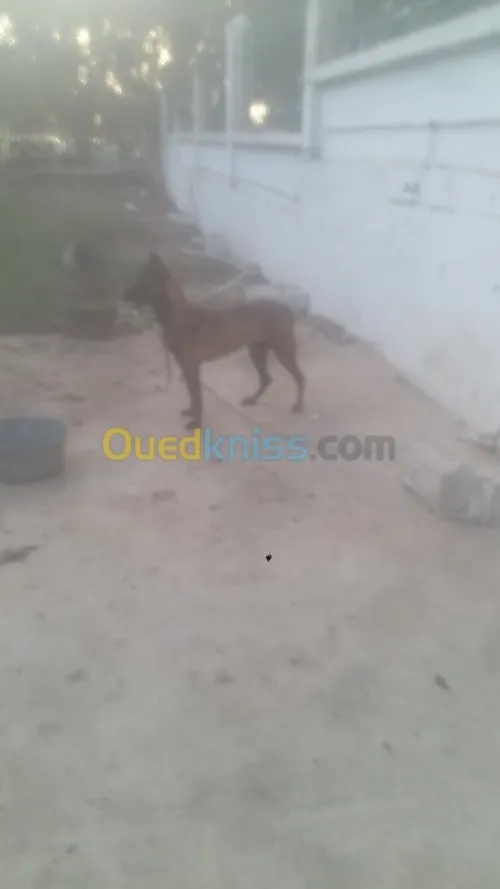 Mal malinois charbonné top 