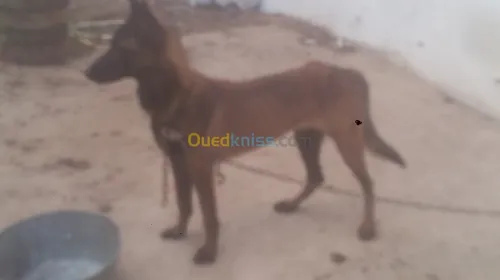 Mal malinois charbonné top 