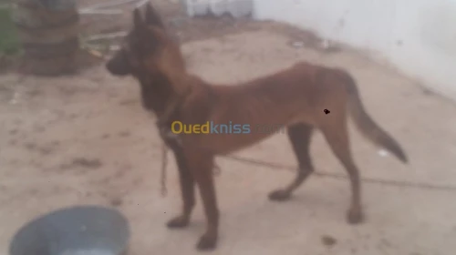 Mal malinois charbonné top 
