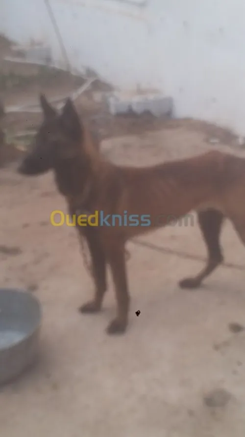 Mal malinois charbonné top 