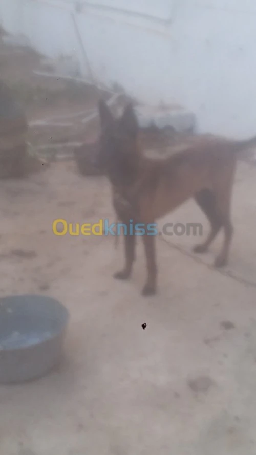 Mal malinois charbonné top 