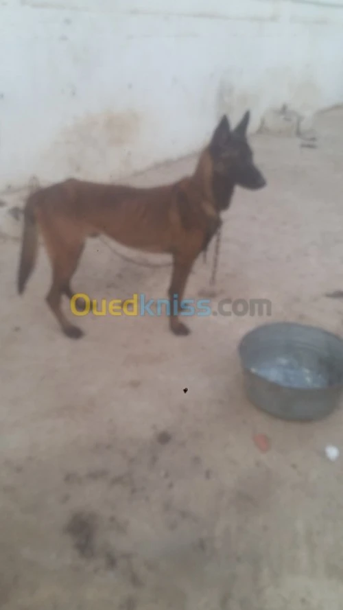 Mal malinois charbonné top 