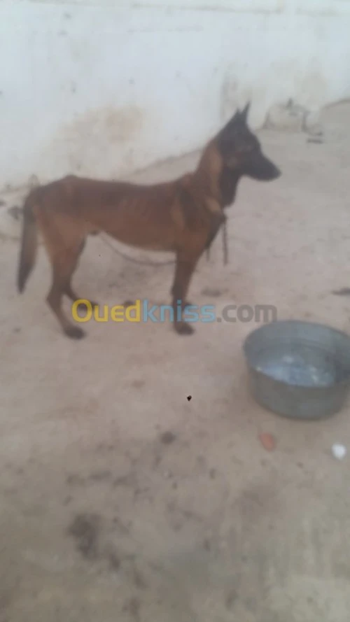 Mal malinois charbonné top 