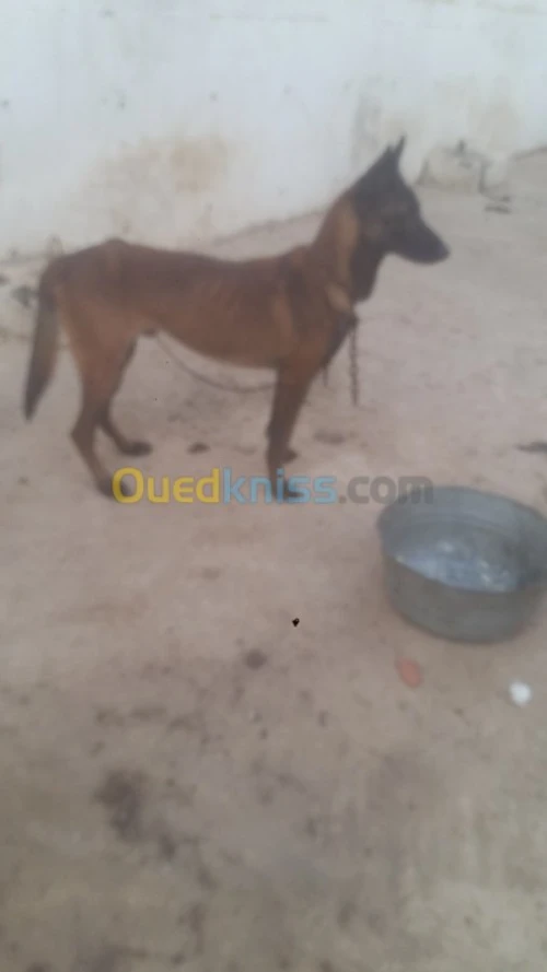 Mal malinois charbonné top 