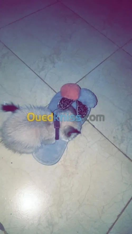 chat ragdol