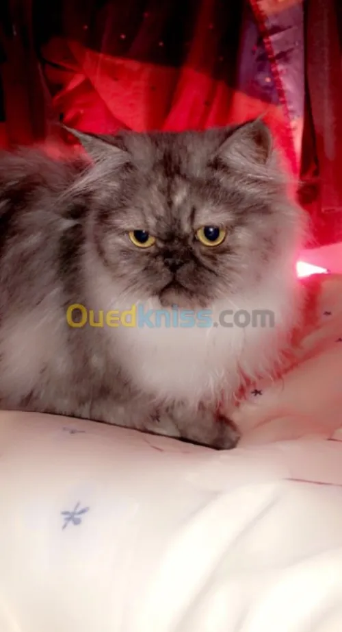 Persan mâle blue smoke