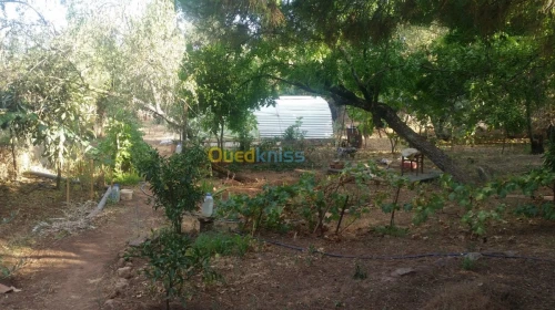 Vente bien immobilier Ain defla Miliana