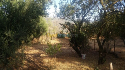 Vente bien immobilier Ain defla Miliana