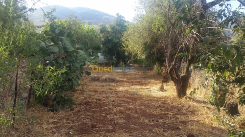 Vente bien immobilier Ain defla Miliana