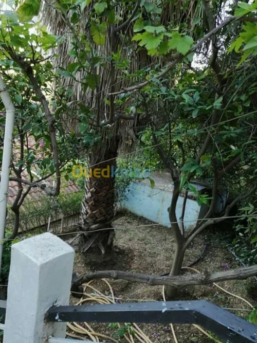 Vente Bungalow Tipaza Larhat