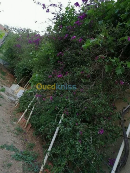 Vente Bungalow Tipaza Larhat