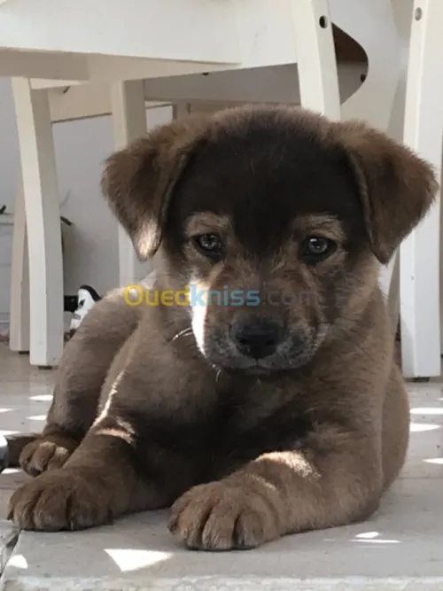 Berger malinois 4 mois