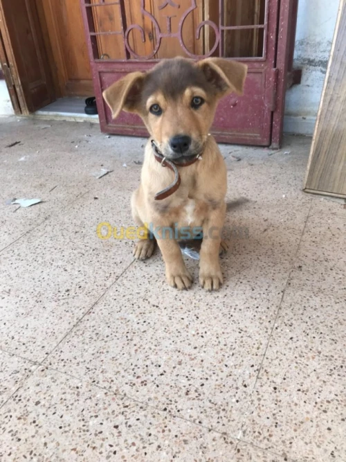 Berger malinois 4 mois