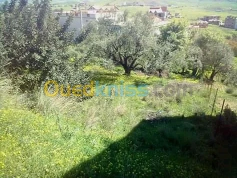 Vente Terrain Tizi ouzou Ouaguenoun